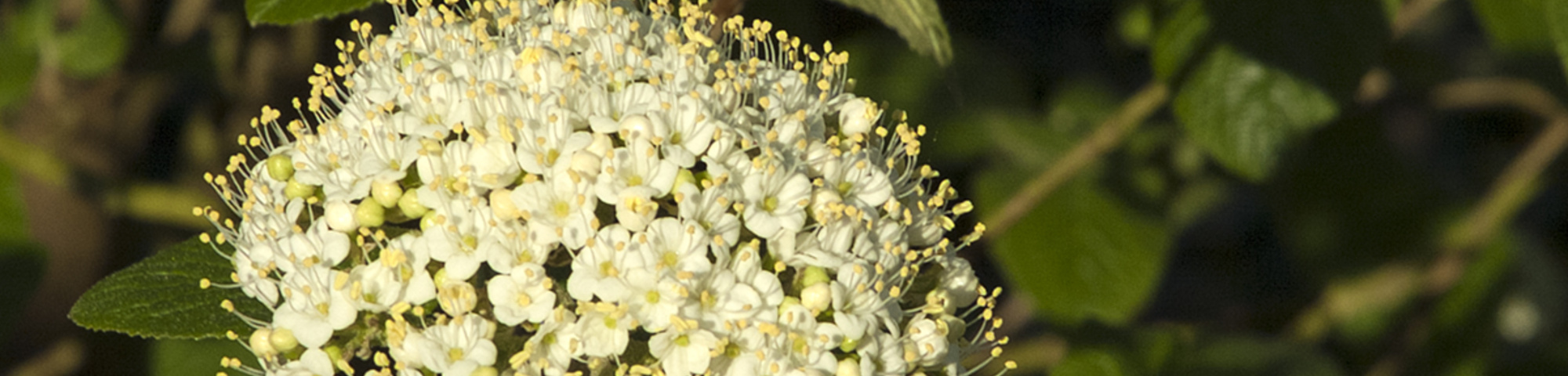 Viburnum x burkwoodii