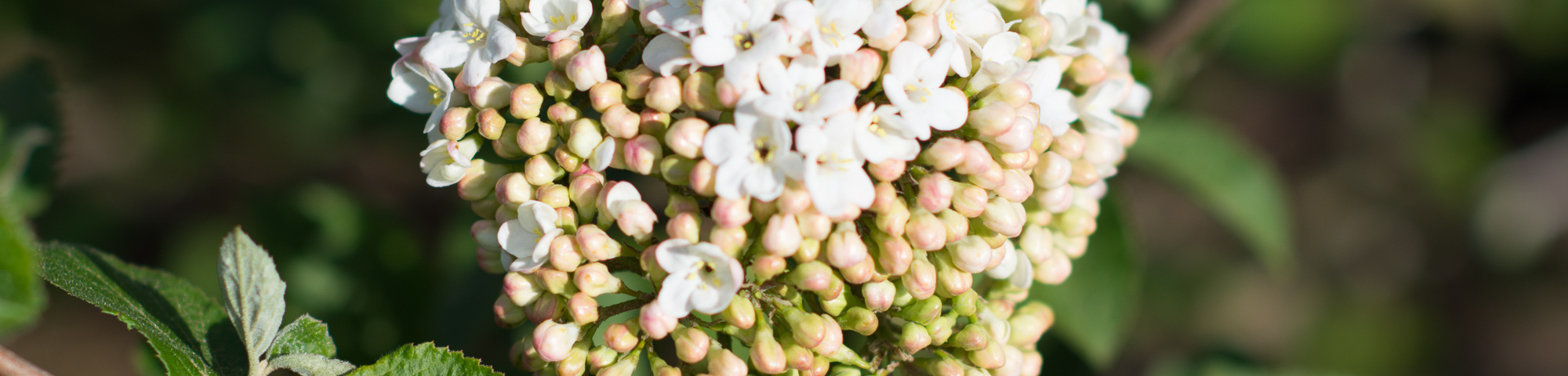 Viburnum x carlcephalum