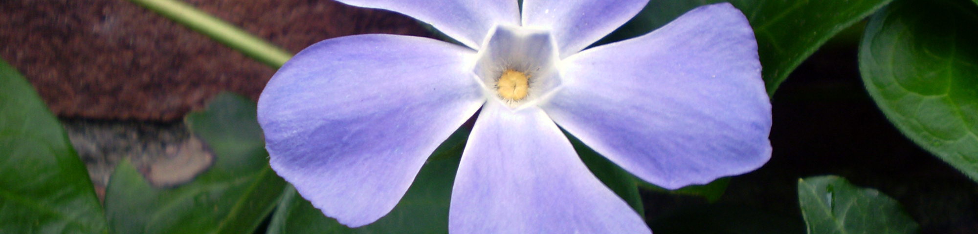 Vinca major