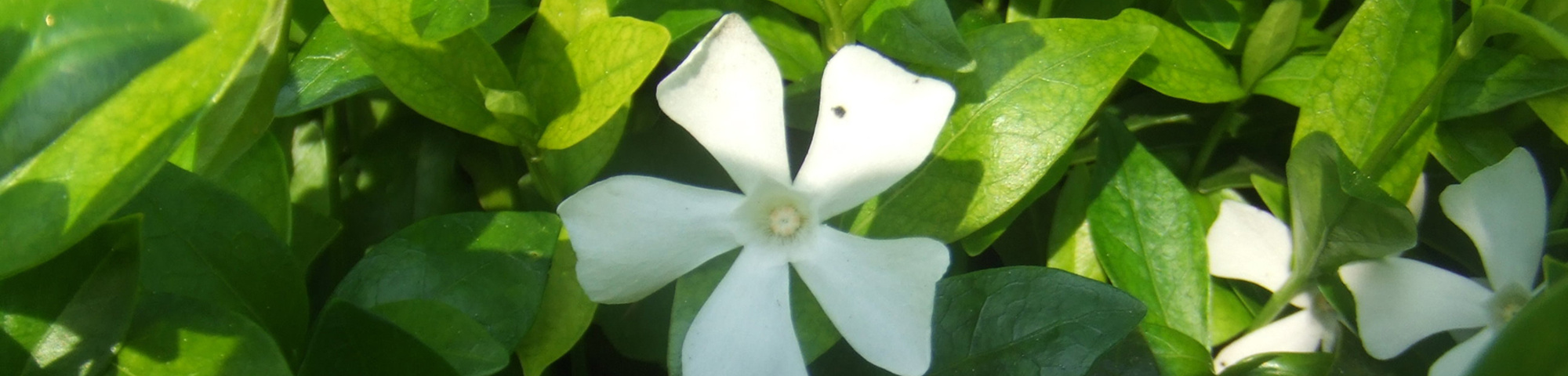 Vinca minor 'Alba'