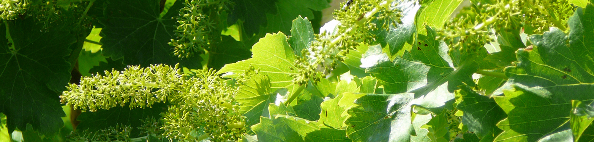 Vitis vinifera