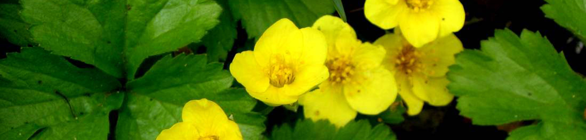 Waldsteinia ternata