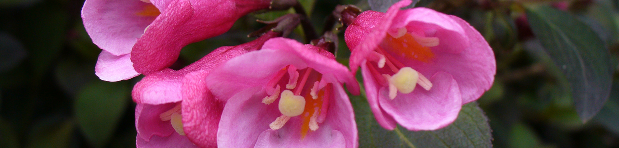 Weigela floribunda