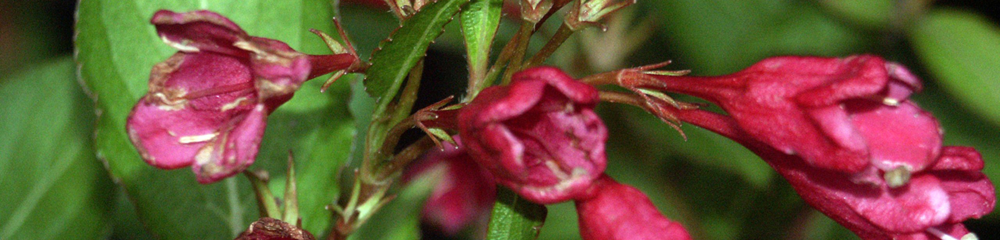Weigela florida