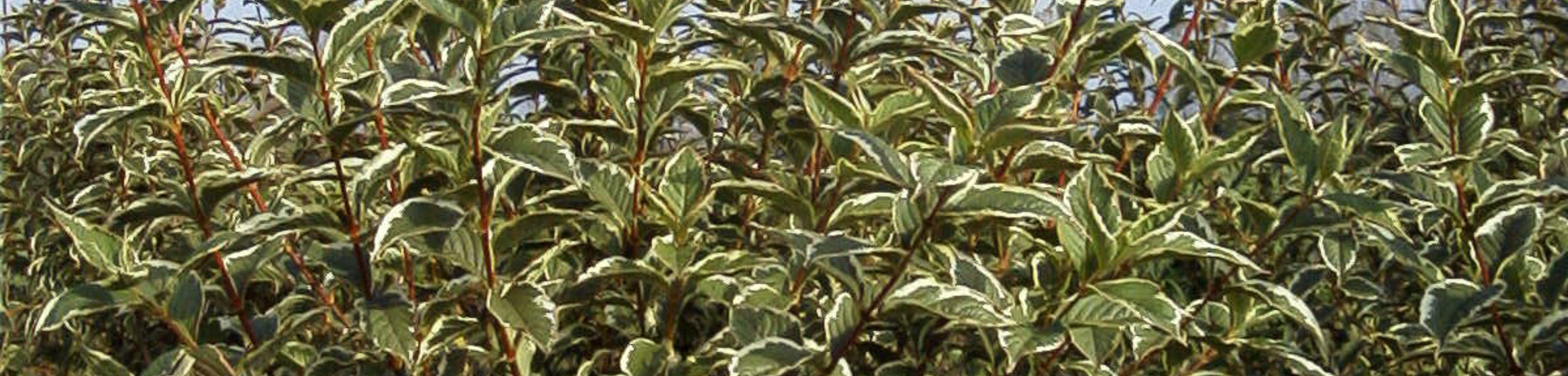 Weigela florida 'Variegata'