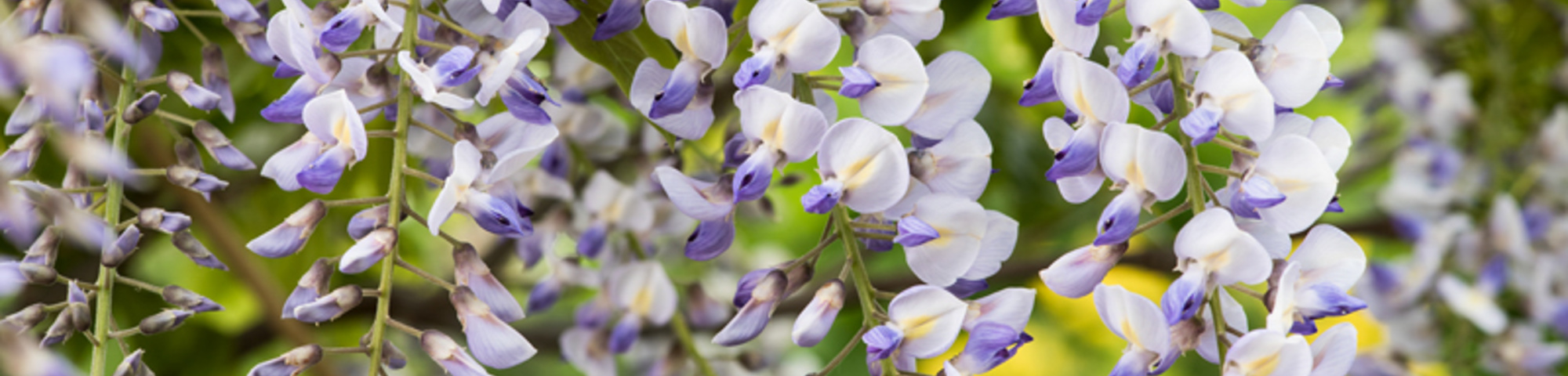 Wisteria sinensis 'Prolific'