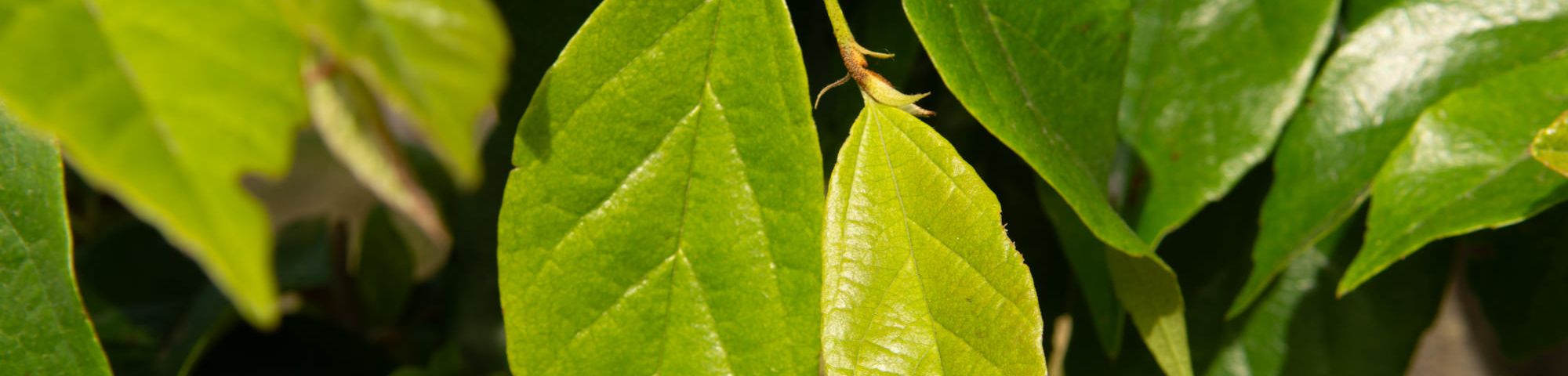 x Sycoparrotia semidecidua 'Prins Claus'