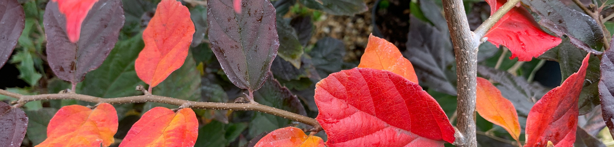 x Sycoparrotia semidecidua 'Purple Haze'