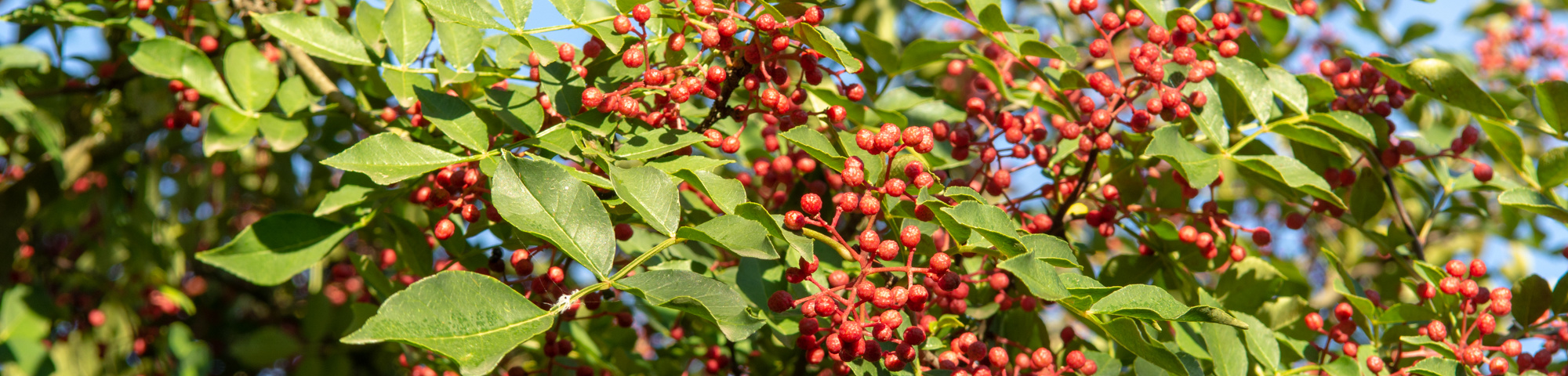 Zanthoxylum americanum