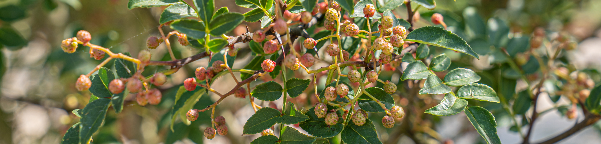 Zanthoxylum piperitum