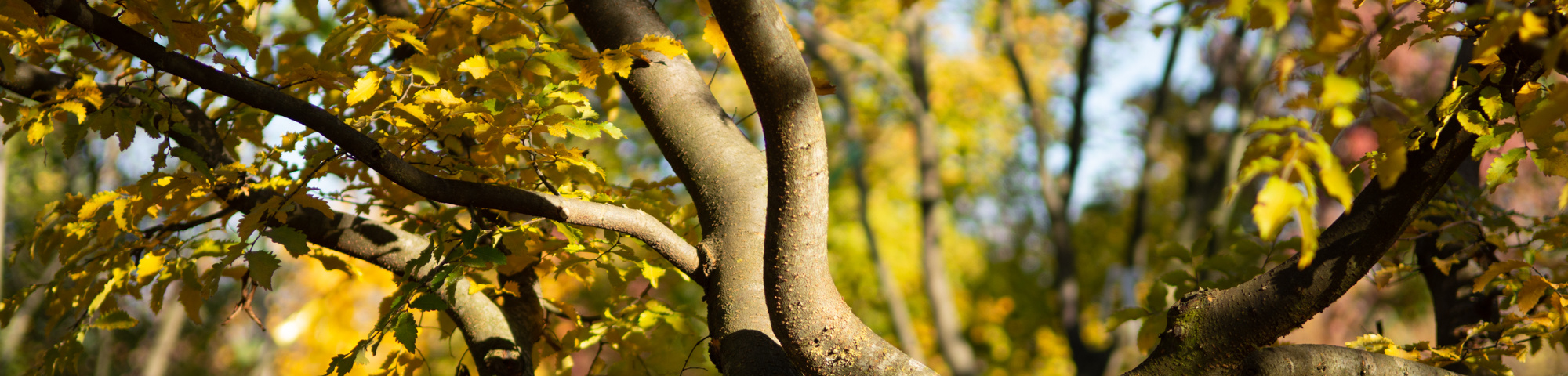 Zelkova carpinifolia