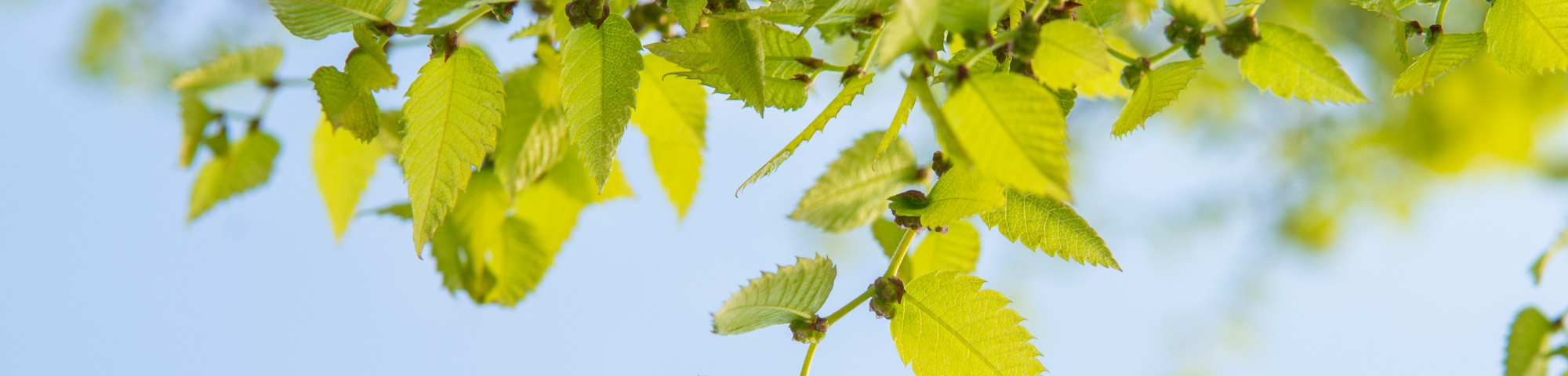 Zelkova serrata 'Fastigiata'