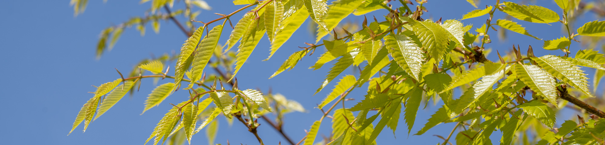 Zelkova serrata 'Ogon'