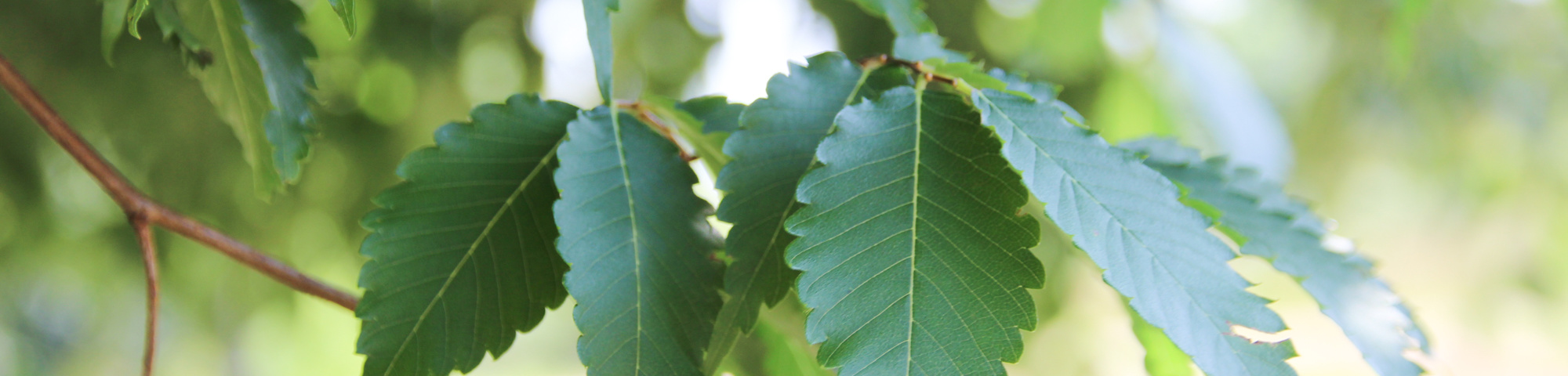 Zelkova serrata 'Village Green'