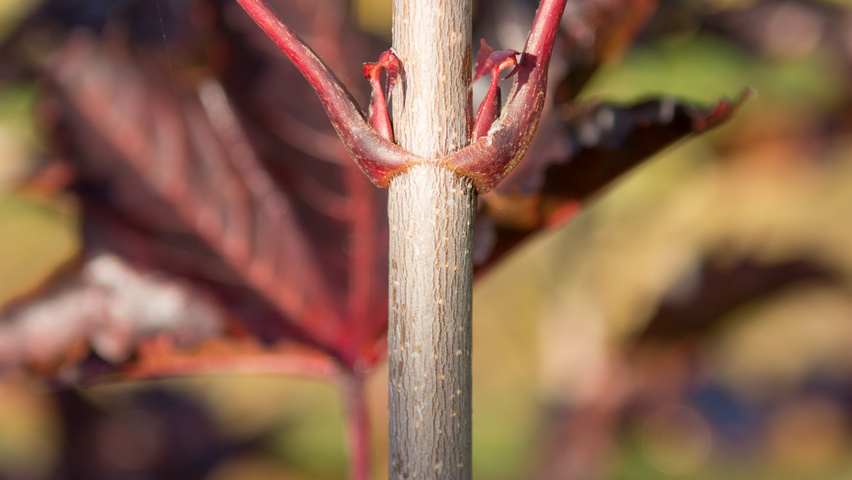 Acer platanoides 'Crimson Sentry' twigs