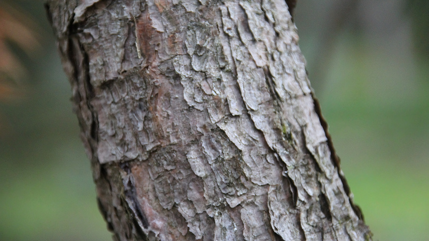 Pinus banksiana bark