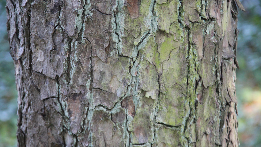 Pinus banksiana bark