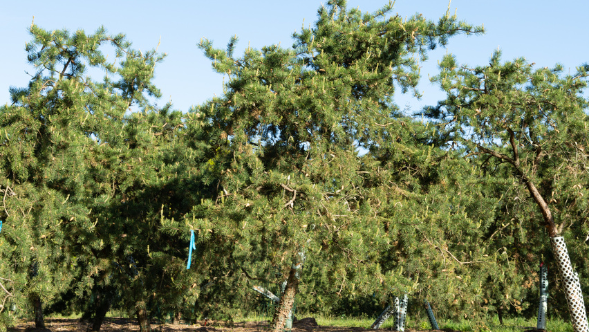 Pinus banksiana characteristic