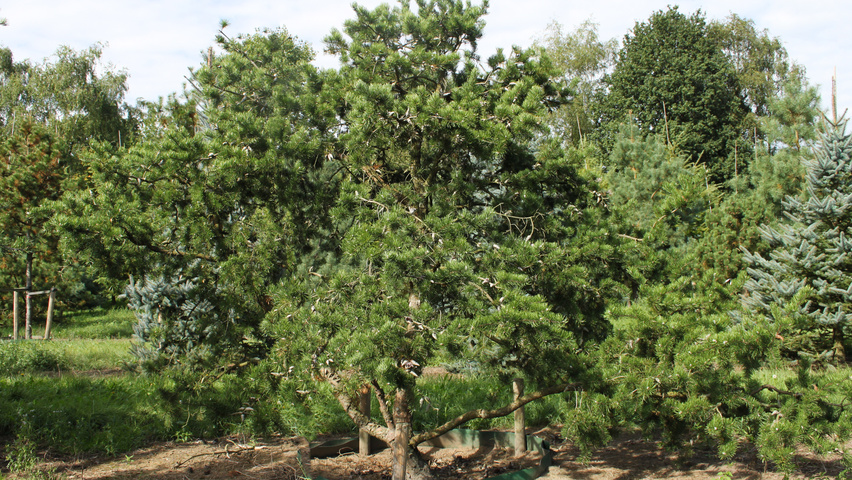 Pinus banksiana characteristic