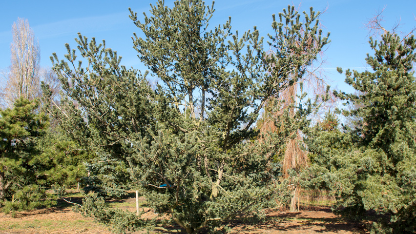 Pinus banksiana characteristic