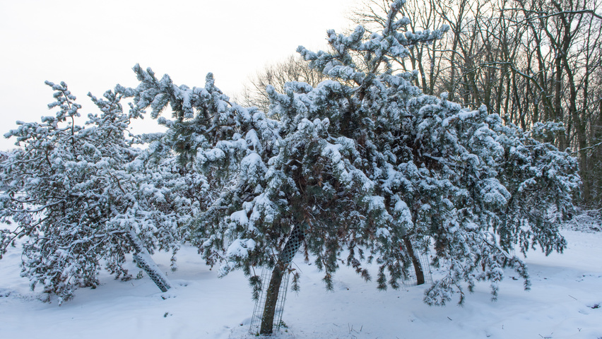 Pinus banksiana characteristic