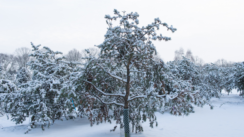 Pinus banksiana characteristic