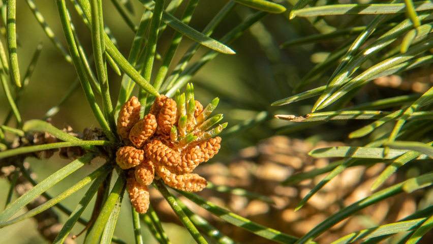 Pinus banksiana flowers