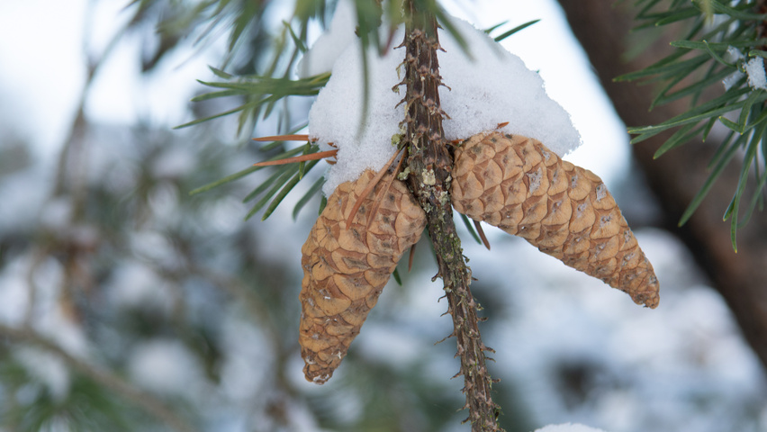 Pinus banksiana fruits