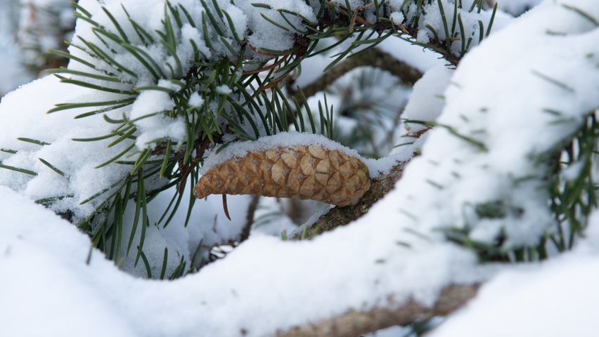 Pinus banksiana fruits