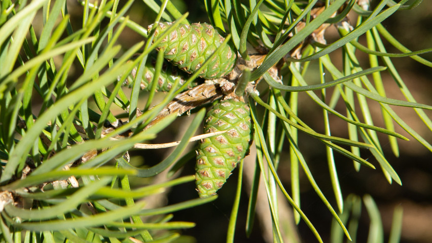 Pinus banksiana fruits