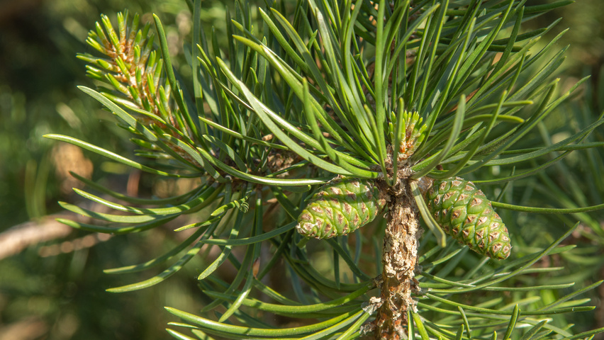 Pinus banksiana fruits