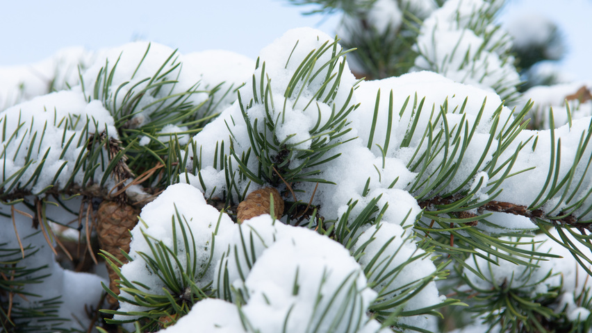 Pinus banksiana leaves