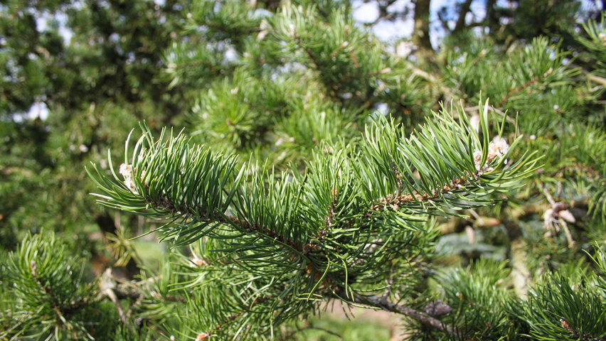 Pinus banksiana leaves