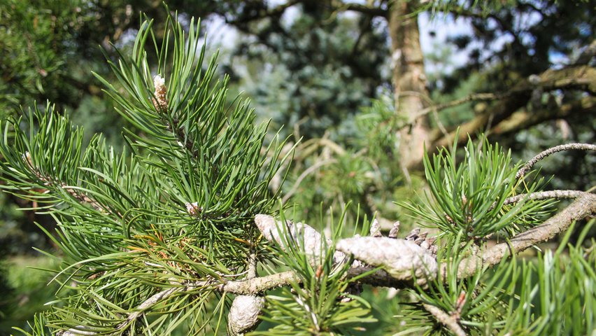 Pinus banksiana leaves