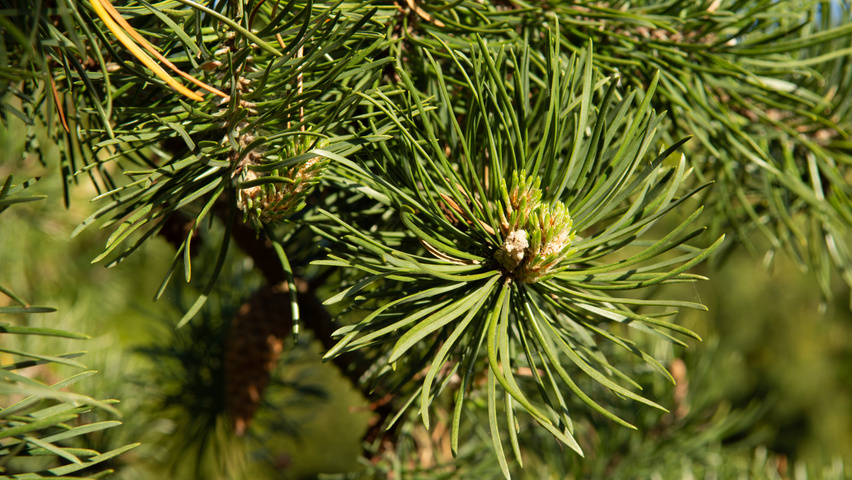 Pinus banksiana leaves