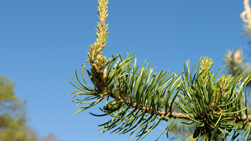 Pinus banksiana leaves