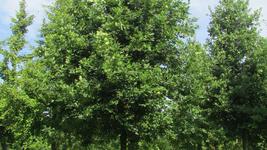 Quercus robur sel. Y70 standard tree