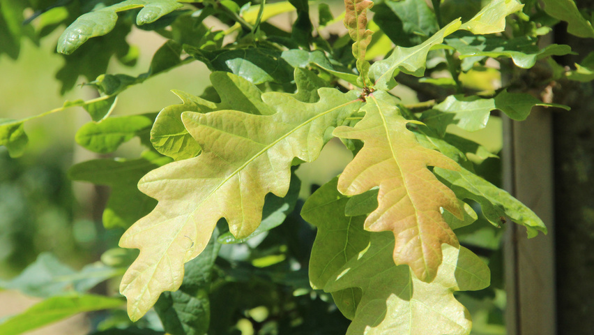 Quercus robur sel. Y70 leaves