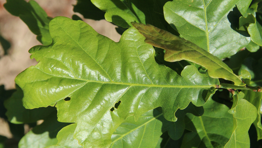 Quercus robur sel. Y70 leaves