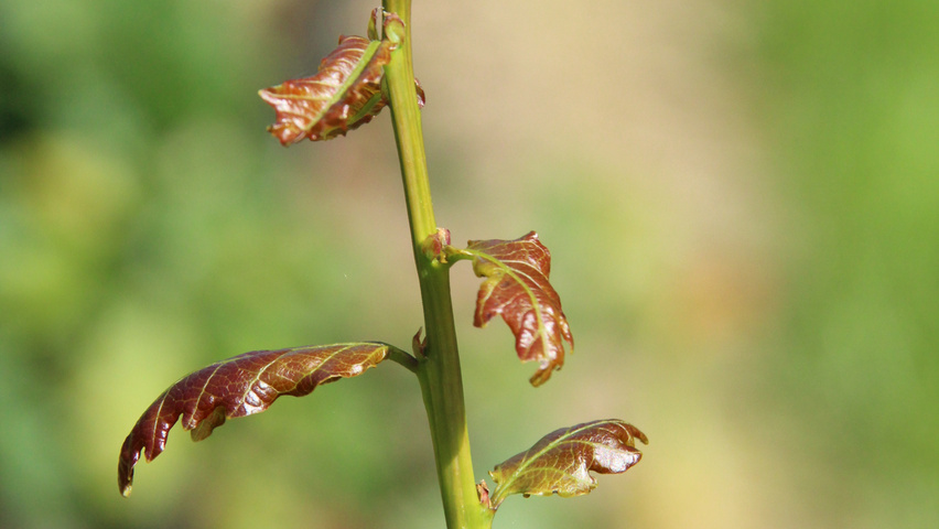 Quercus robur sel. Y70 leaves
