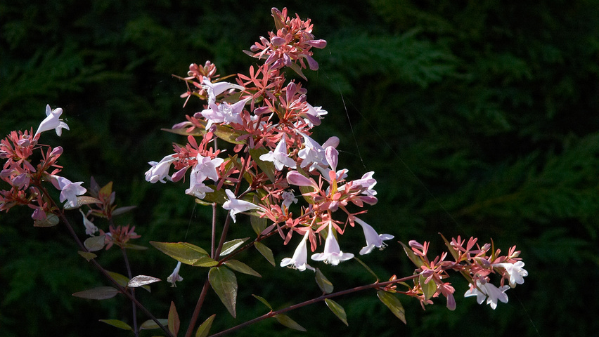 Abelia x grandiflora fleurs
