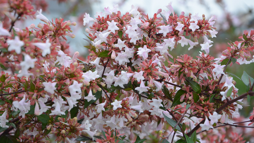 Abelia x grandiflora fleurs