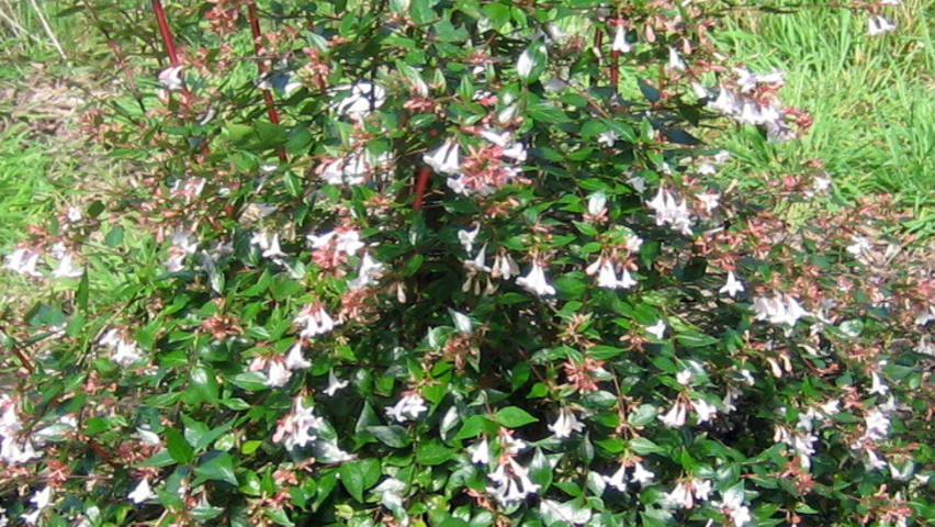 Abelia x grandiflora arbustes solitaires