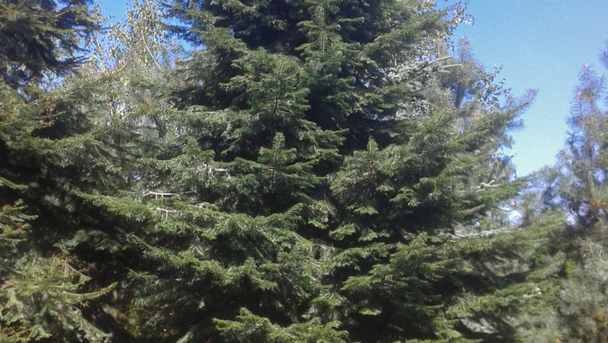 Abies alba feathered