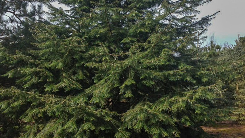 Abies alba feathered