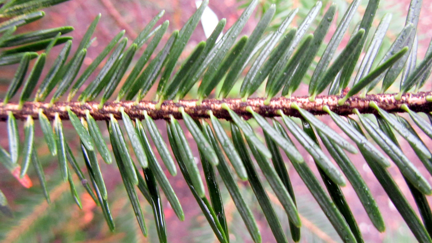 Abies alba leaves