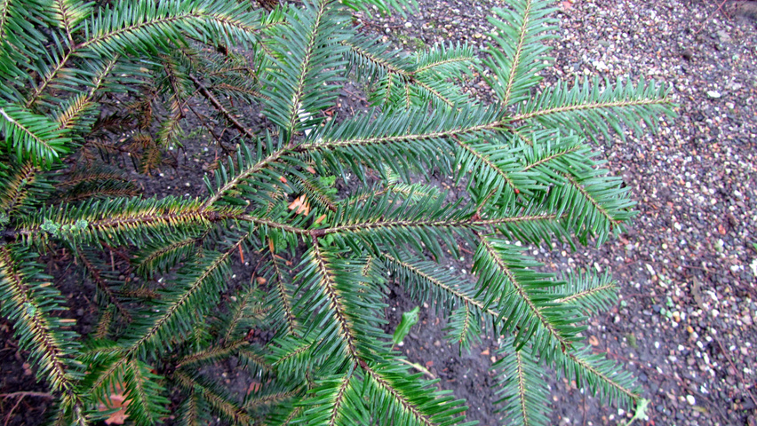 Abies alba leaves