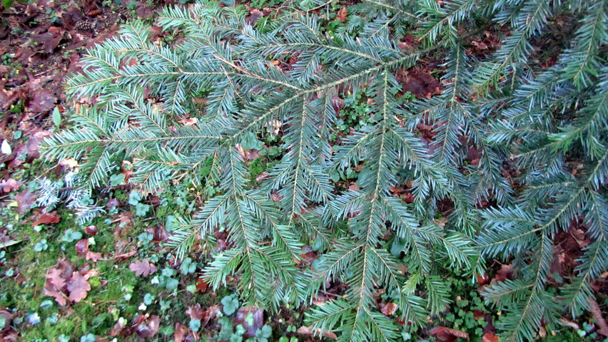 Abies alba leaves