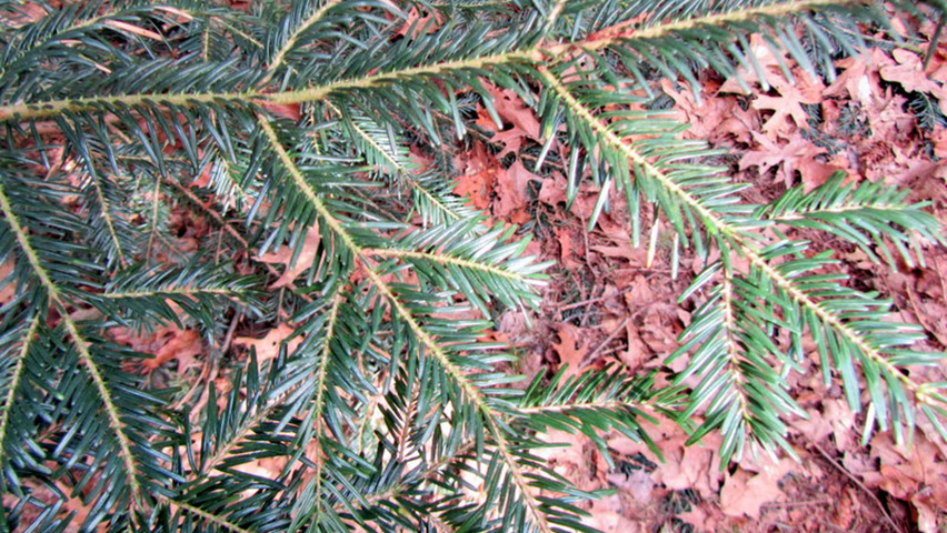 Abies alba leaves