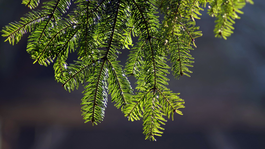 Abies alba leaves